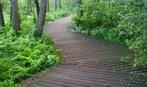 Design elements of the green zone in the garden Foto stock