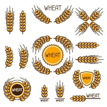 Design elements with wheat. Agricultural image natural ears of barley or rye Illustrazione stock