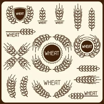 Design elements with wheat. Agricultural image natural ears of barley or rye 스톡 일러스트