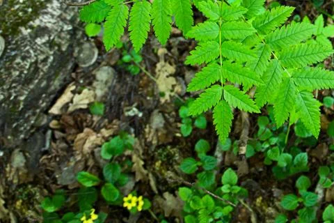 Design flora base postcard forest walk fresh foundation sunlight Stock Photos