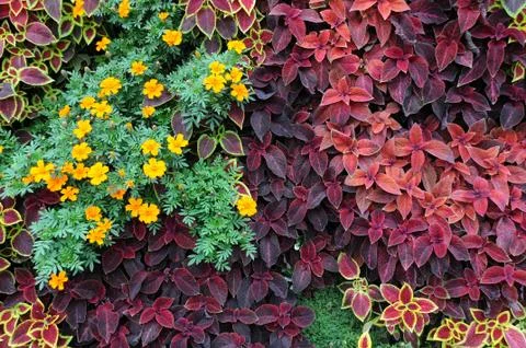Design of ground covers Stock Photos