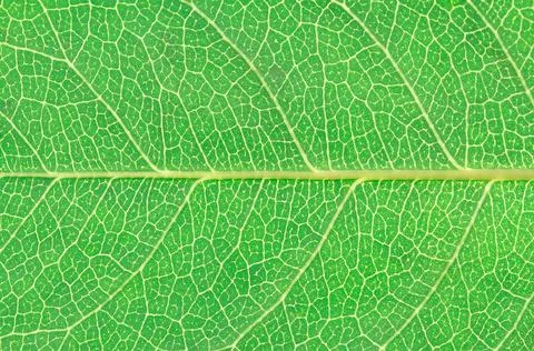 Design on leaf texture for pattern Foto stock