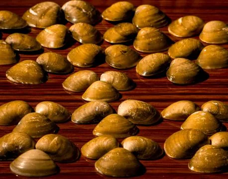 Design with sea shells Foto stock