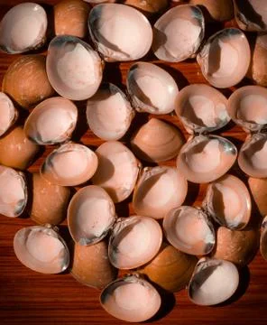 Design with sea shells Stock Photos