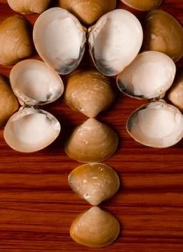 Design with sea shells Stock Photos