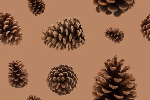 The design shows multiple pine cones scattered on a plain brown background,.. Stock Photos