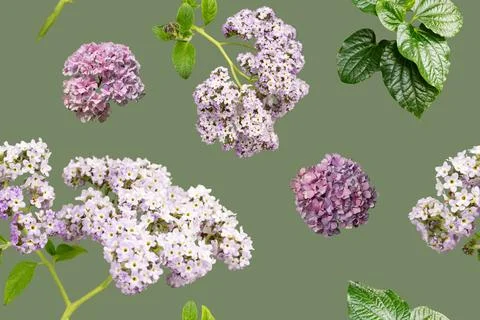 The design shows a seamless pattern featuring clusters of flowers and leave.. Stock Photos