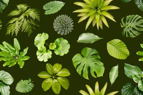 The design shows a seamless pattern filled with different types of green le.. 스톡 사진