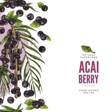 Design template with acai berry, vector illustration in color sketch style Stock Illustration