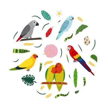 Design template with parrots in circle for kid print. Round composition of Illustrazione stock