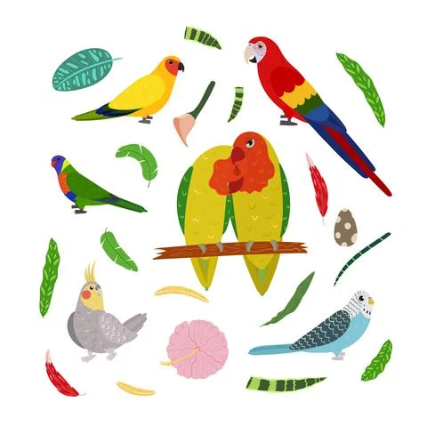 Design template with parrots in square for kid print. Rectangle composition of Stock Illustration