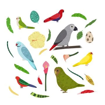 Design template with parrots in square for kid print. Rectangle composition of 스톡 일러스트