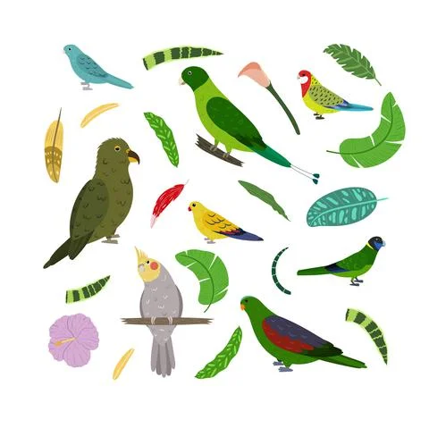 Design template with parrots in square for kid print. Rectangle composition of Stock Illustration
