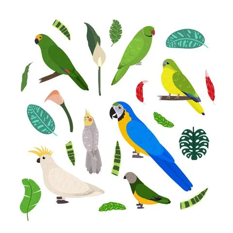 Design template with parrots in square for kid print. Rectangle composition of 스톡 일러스트