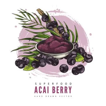 Design vector template with acai berry, illustration in color sketch style. Stock Illustration