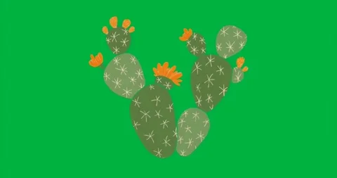 Designer adding pear cactus into technology app with brown pads orange blooms on Stock Footage 317450011