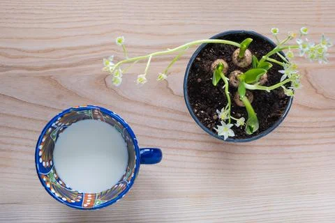 Designer blue patterned cup filled with milk and a pot of Ornithogalum bala.. Stock Photos