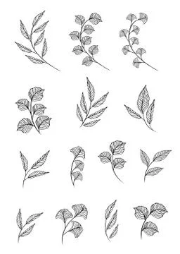 Designer elements set collection of greeng leaves herbs Stockillustratie