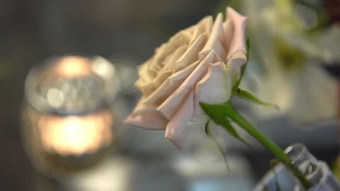 Designer flower Stock Footage 101731135