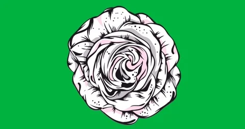Designer placing rose on transparent background for technology showing black Stock Footage 317480307