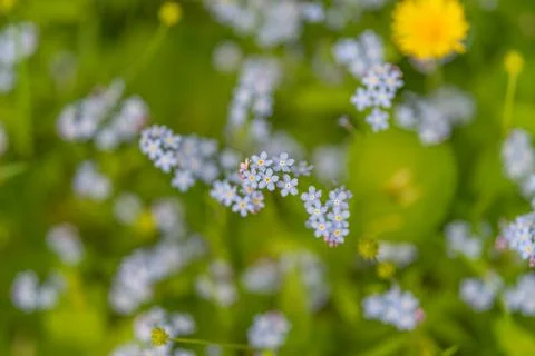 Designer uses pattern for natural backgrounds. Botanical motif featuring repe Stock Photos