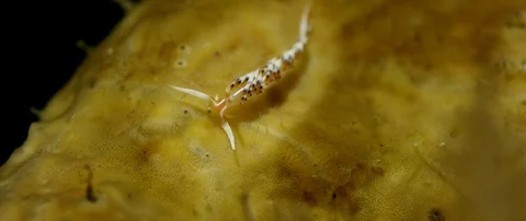 Desirable flabellina  crawling on a sponge, Raja Ampat, Indonesia Stock Footage 99043577