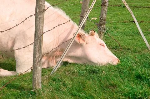 Desire to freedom Stock Photos