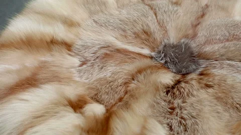 Desired, soft and warm fox fur, from which an expensive and beautiful fur coat  動画素材 217650146