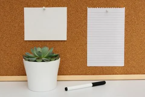 Desk table, work space. Cork board. Live succulent plant. Empty paper pages f Stock-Fotos