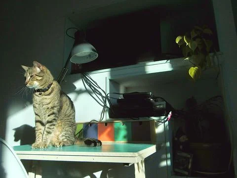 DeskwithTabby Foto stock