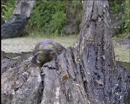 Desman Stockbeeldmateriaal 573337