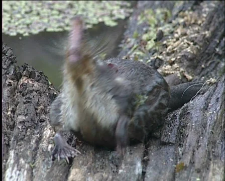 Desman Stockbeeldmateriaal 573341