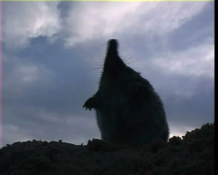 Desman Video stock 588123