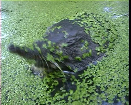 Desman Video stock 588133