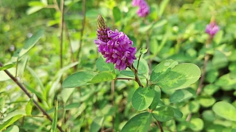 Desmodium heterocarpon Video stock 251856026