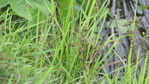 Desmostachya bipinnata grass. Stock Footage 310997323