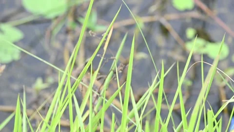 Desmostachya bipinnata grass. Vídeos de archivo 310997562