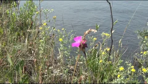 Desna river Video stock 12521318