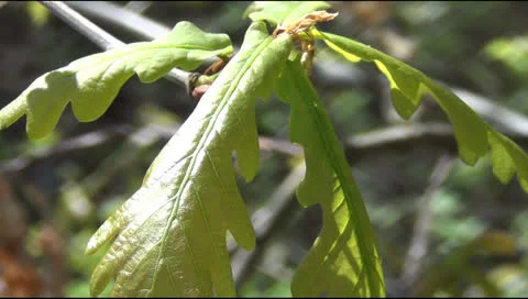 Desna river 스톡 동영상 23065823