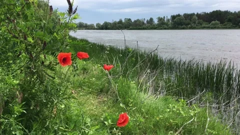 Desna river 動画素材 138280055