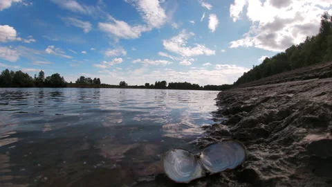 Desna River, opened mussel, shore, summer, nature of Ukraine. Vidéo 337661093