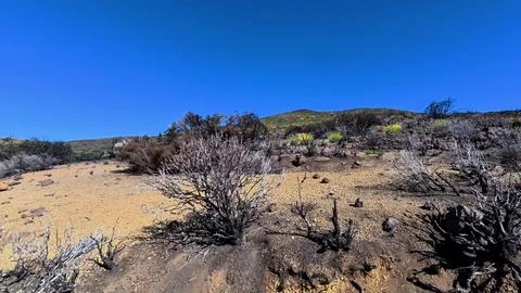 A desolate and lonely landscape adorned with dry vegetation stretches under a Stock Photos
