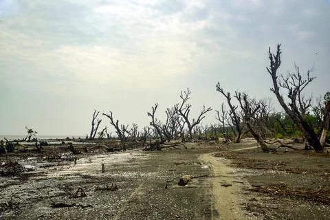 Desolate Beach With Dead Trees Along Muddy Shoreline After Storm Stock Photos