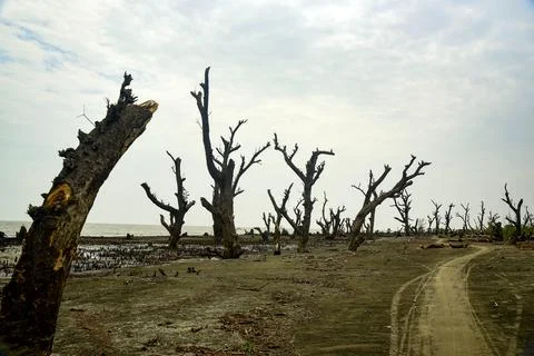 Desolate Beach With Dead Trees Along Muddy Shoreline After Storm Stock Photos