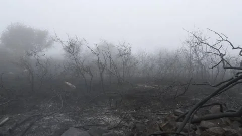 DESOLATE FOREST Stock Footage 261704487