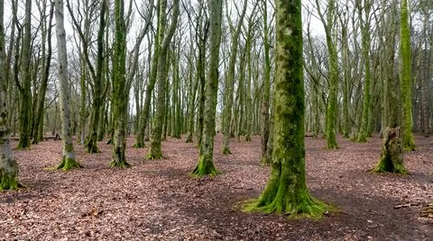 Desolate forest Foto stock