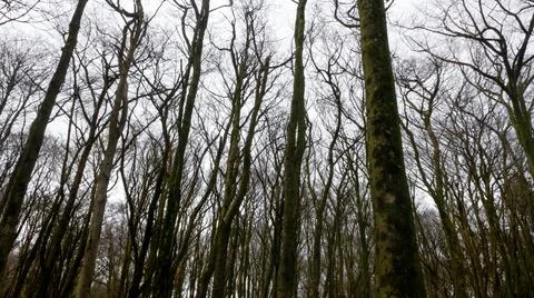 Desolate forest Foto stock