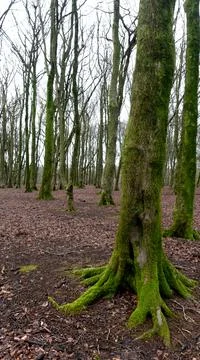 Desolate forest Stock Photos