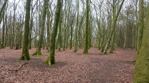 Desolate forest Stock Photos