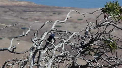 Desolate Landscape Bird Grooming 2 Stock Footage 152740082